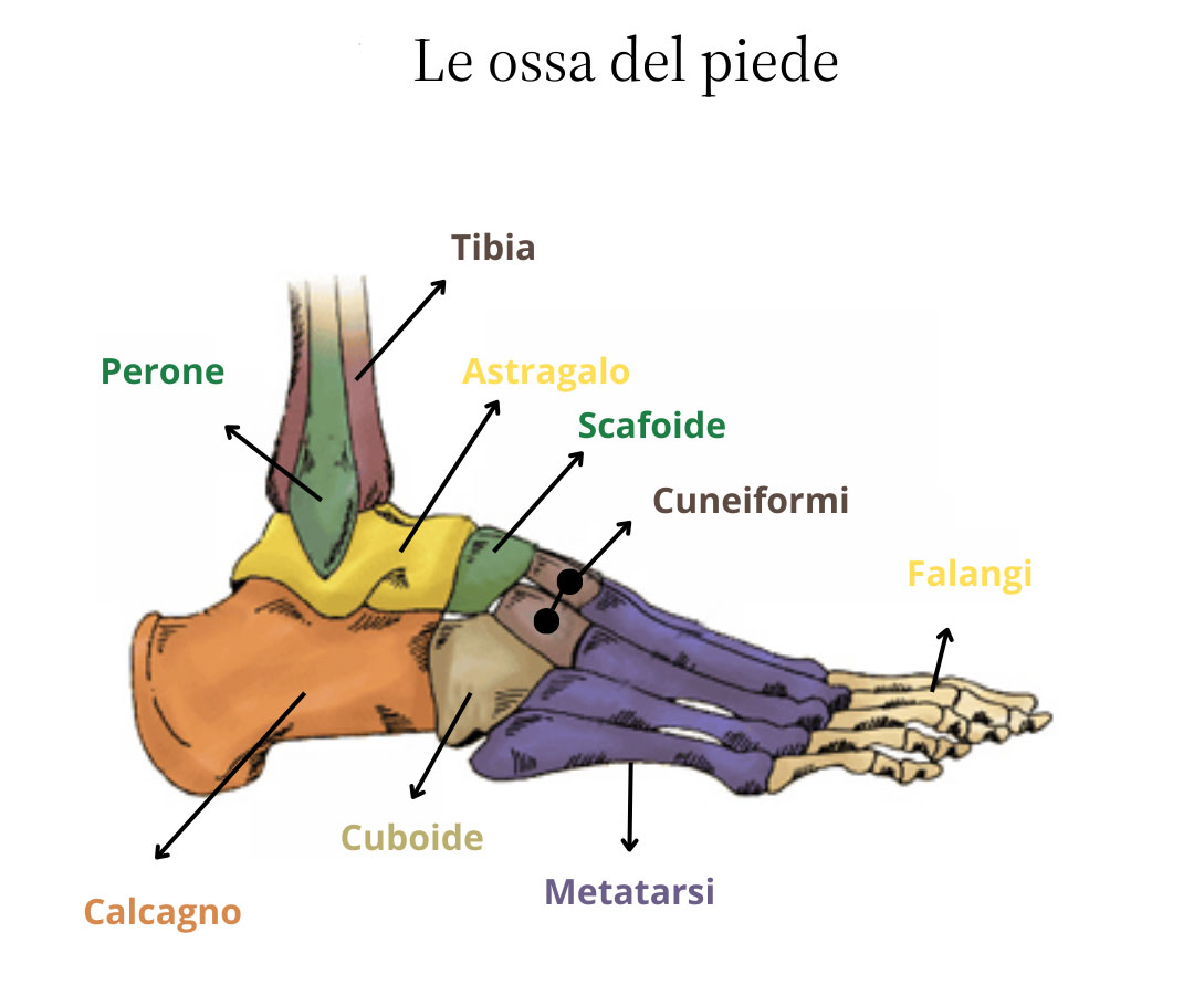 ossa del piede